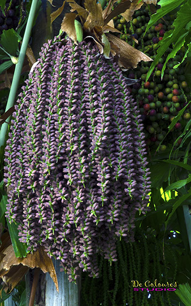 Caryota Urens Plant