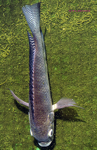 Snakehead Fish