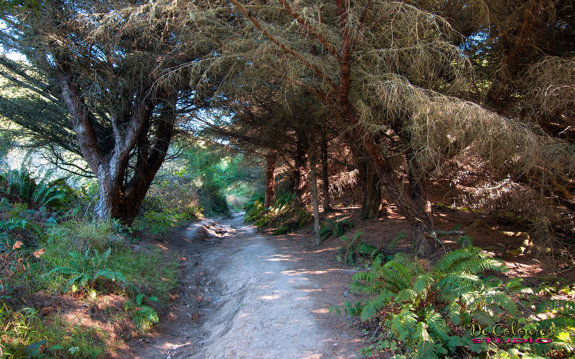 Alamere Falls - Poin Reyes