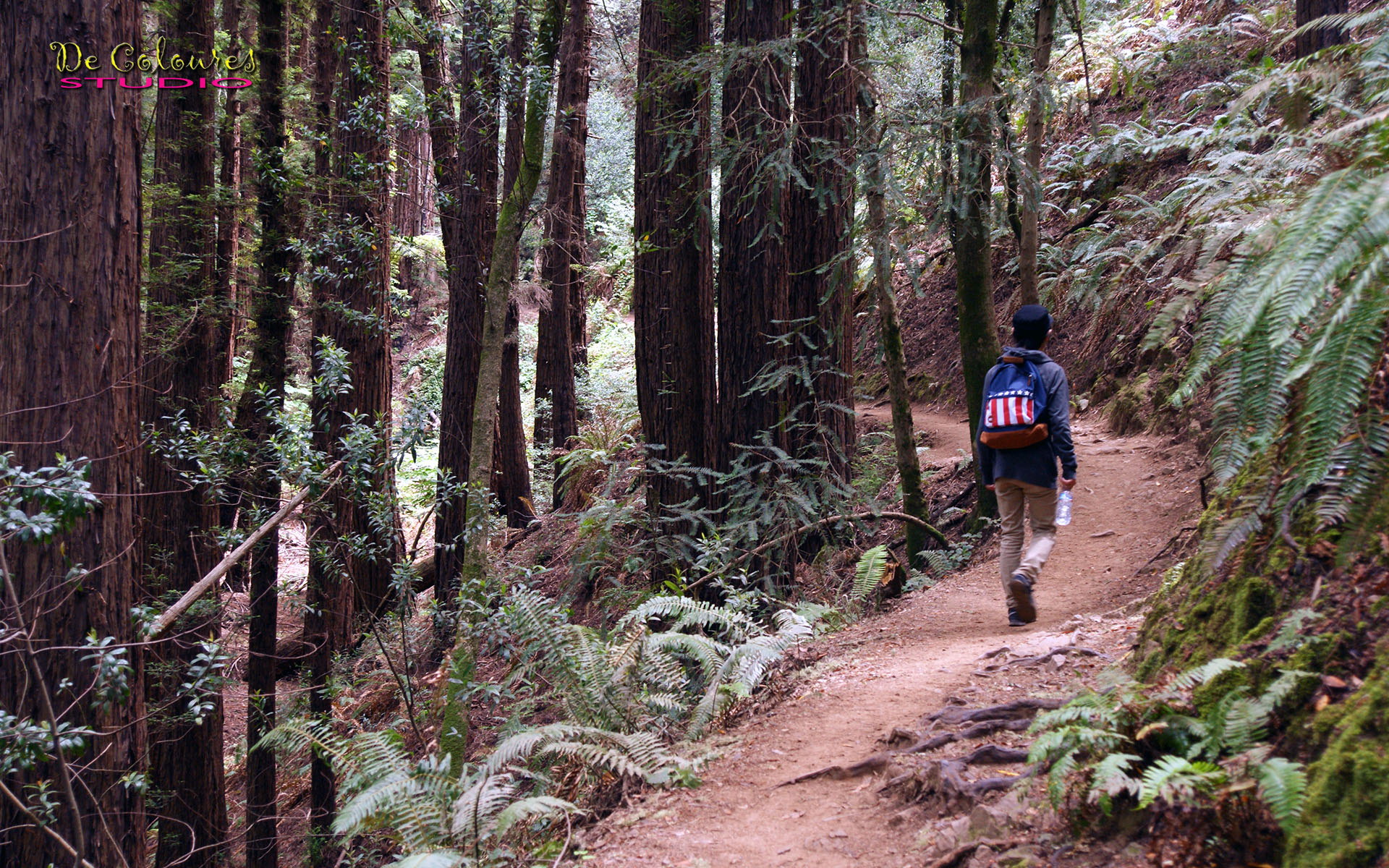 Muir Woods - California