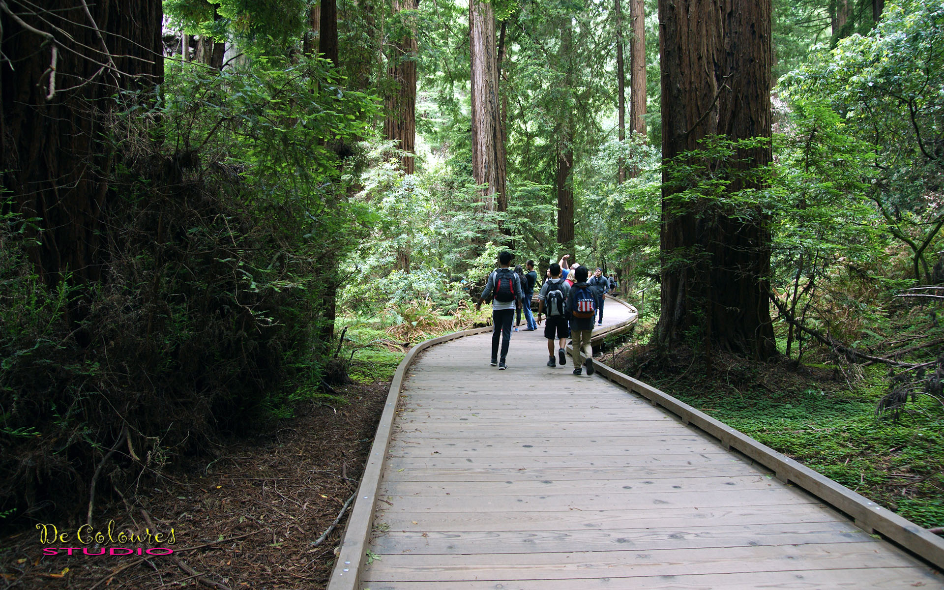 Muir Woods - California
