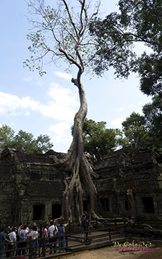 THOUSAND YEARS TREE