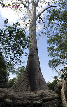 The Thousand Years Tree at Ankor Wat