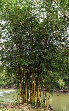 Bamboo Trees