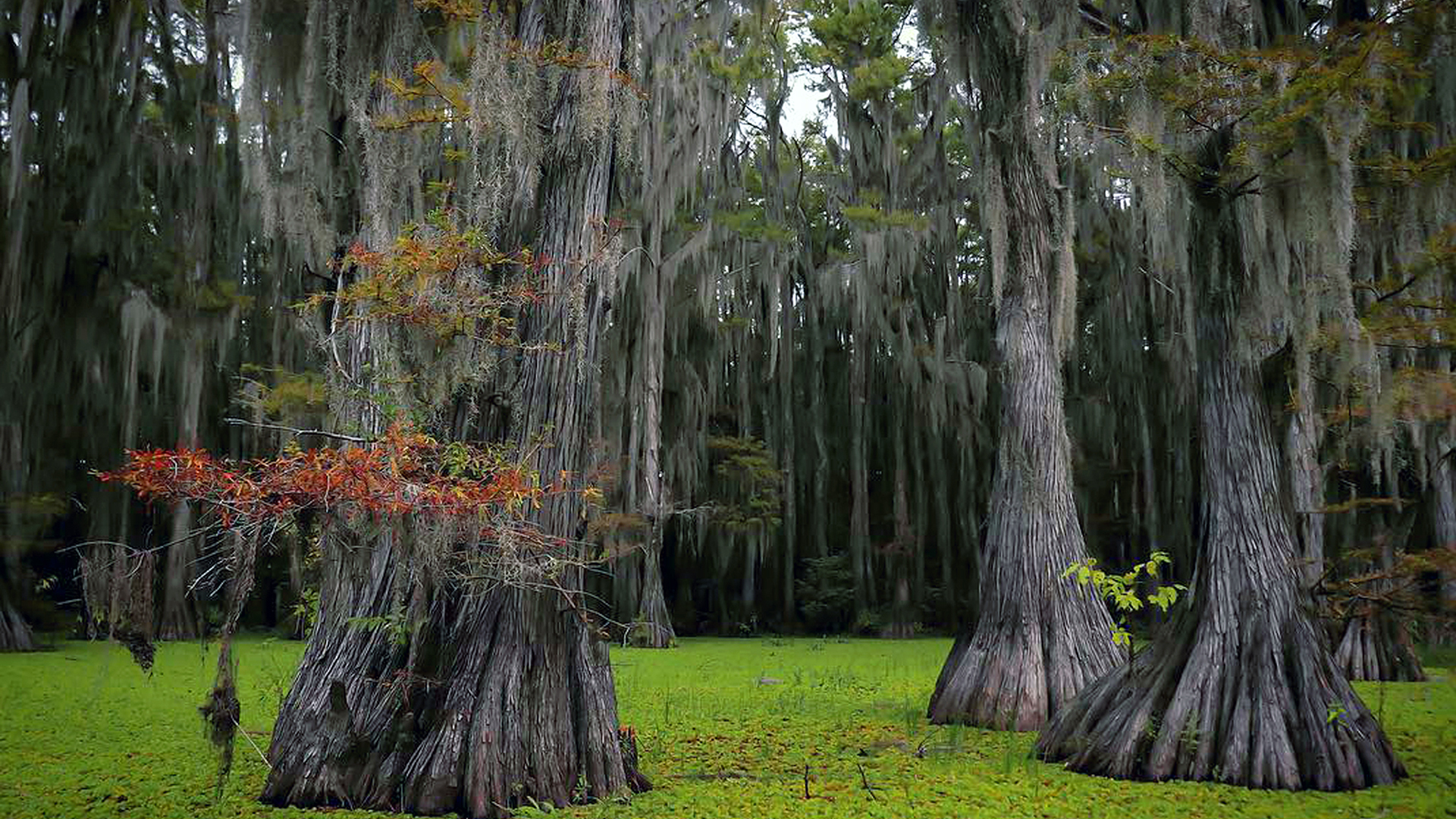 Bald Cypress Trees in Caddo Lake