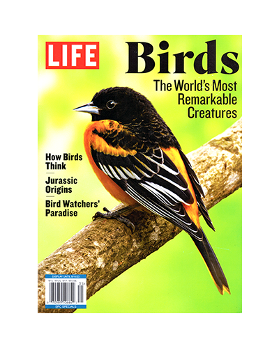 BIRDS. REMARKABLE CREATURES